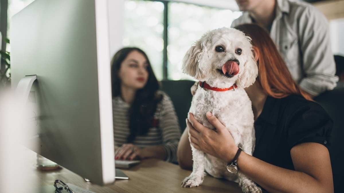 Met de hond naar kantoor: steeds meer bedrijven laten werknemers met hun huisdieren naar het werk gaan