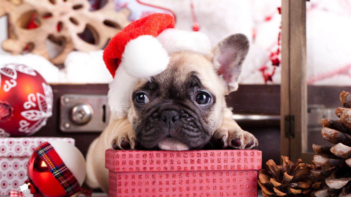 Hond verkleed in een kerstmuts