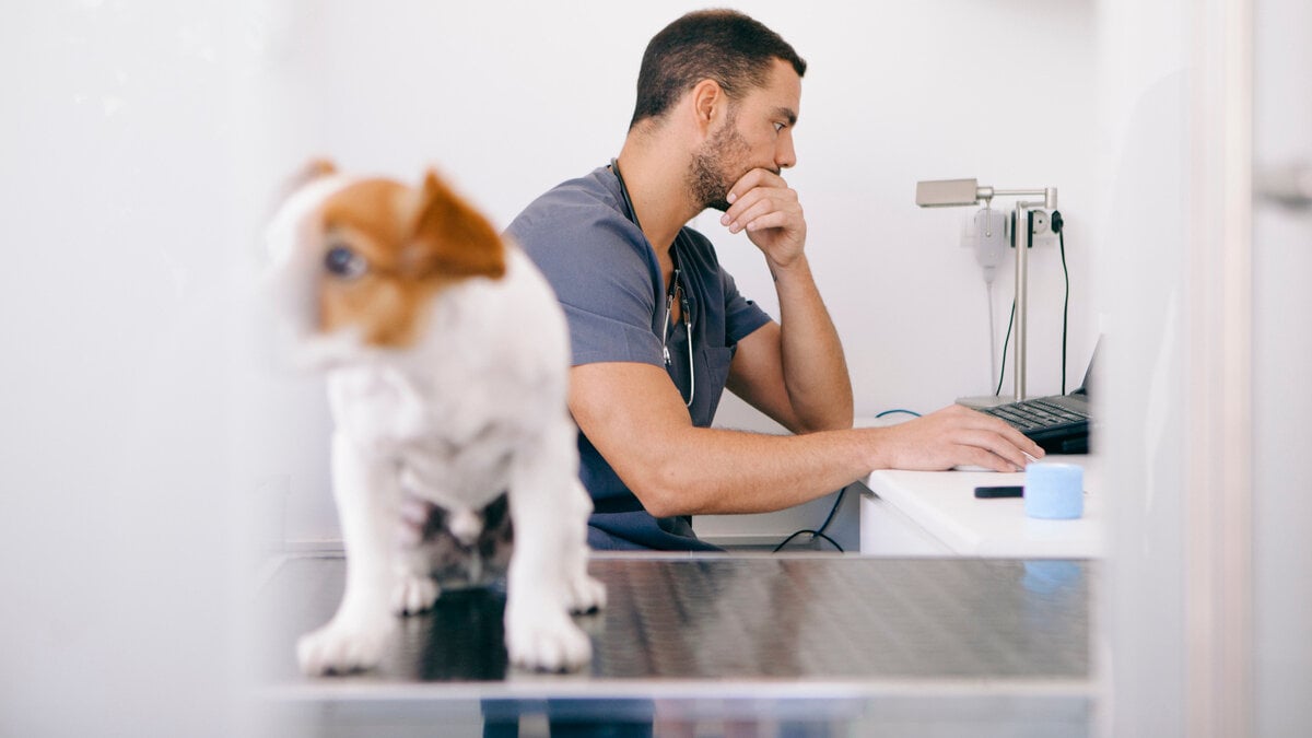 Werkstress onder veterinair zelfbewerkingen door de nieuwe voorschriften groeit