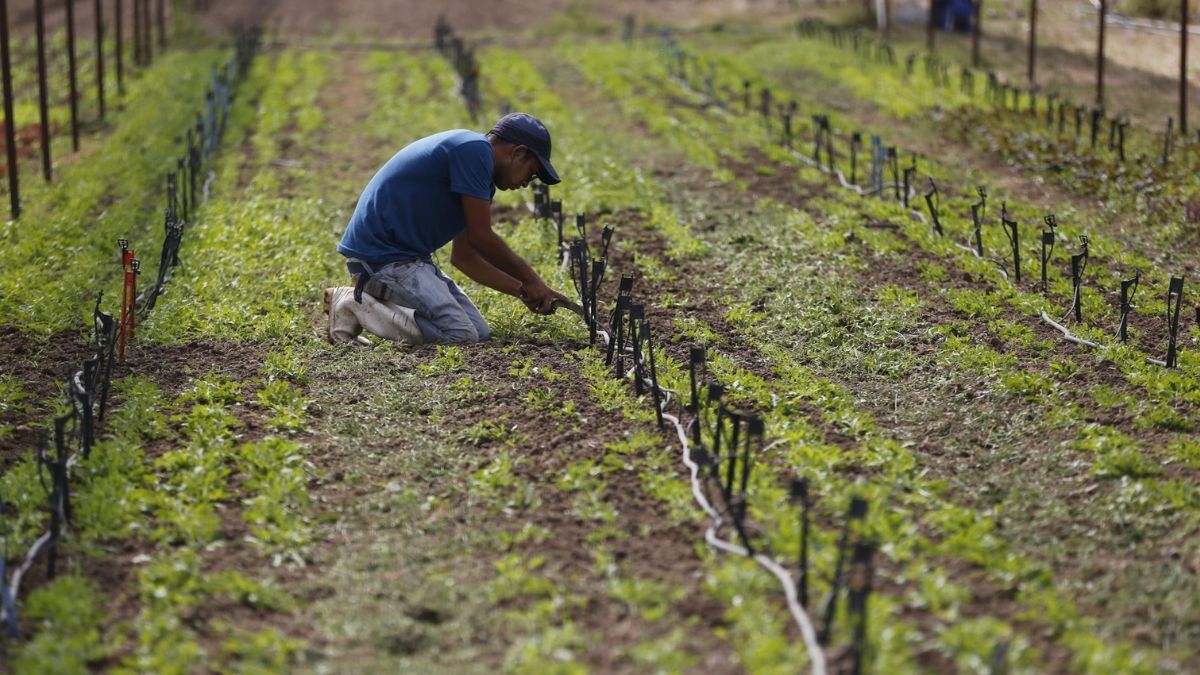Ecuadoriaanse werknemers komen aan bij het Almería Field dankzij het circulaire migratieprogramma