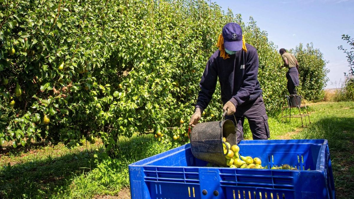 Een storm sterft tijdens het werken op een Alcarràs -boerderij in het midden van de hittegolf