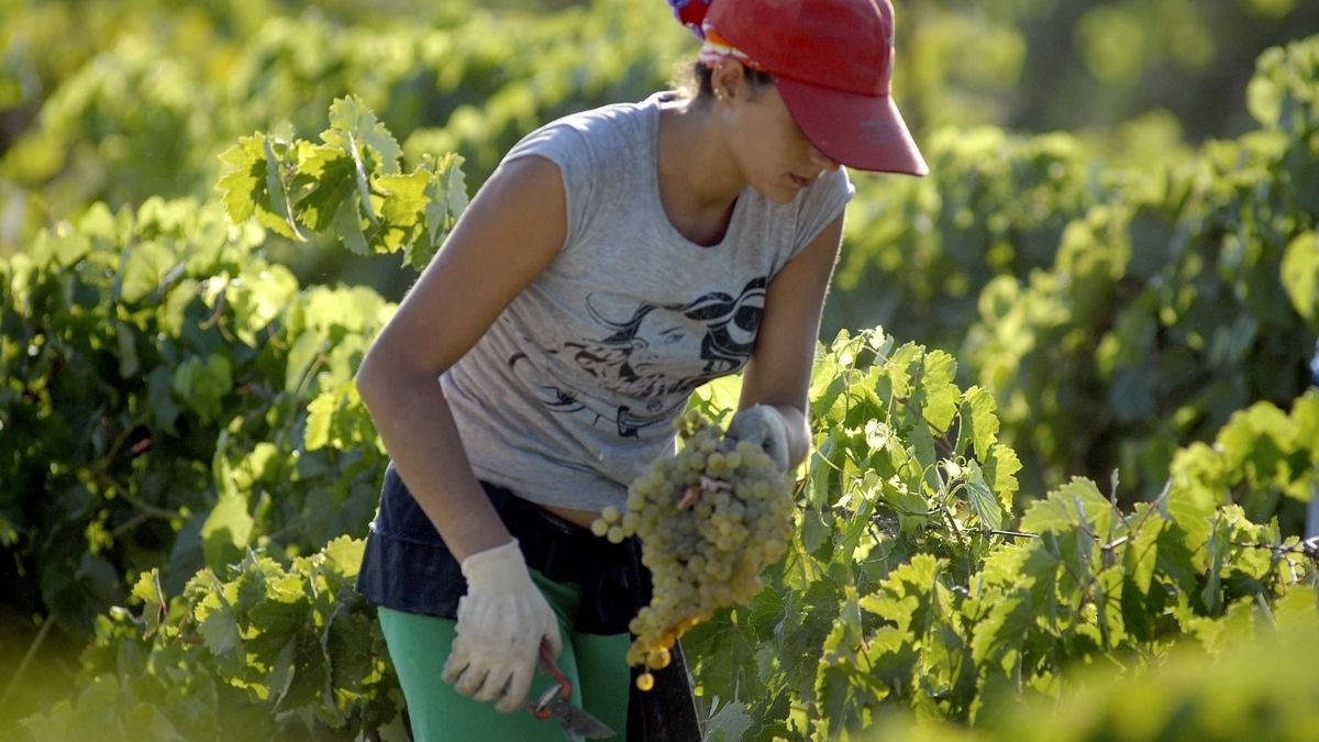 Lage werkloosheid in juli voor de zesde opeenvolgende maand met 38% van de nieuwe onbepaalde en jongere contracten die in de zomercampagne werken