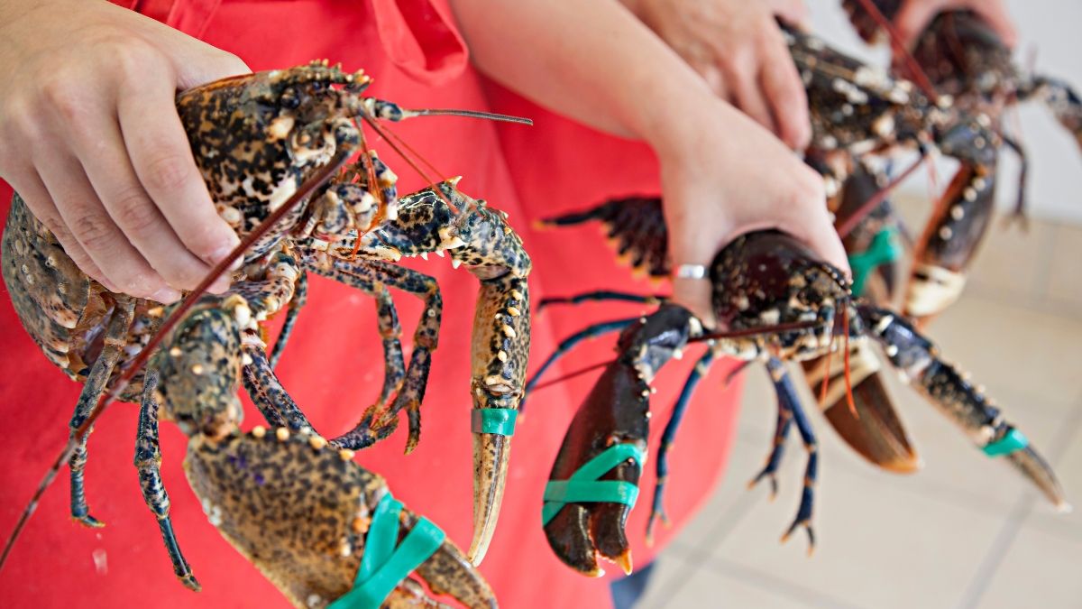 Een supermarktmedewerker die rivierkreeften en kuit verborg in een zak mosselen met een prijs van 1,65 euro werd ontslagen: het is passend