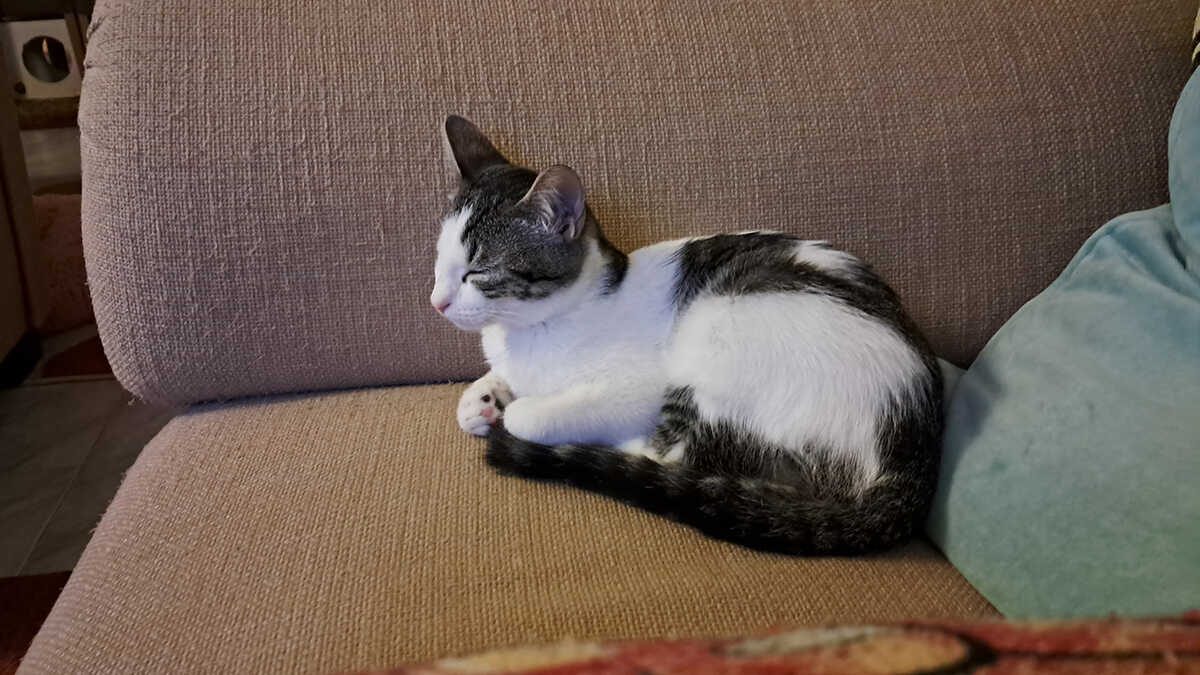 De huisdierenbusiness heeft al een omzet van 5,77 miljard per jaar en stimuleert de omzet van duizenden zelfstandigen