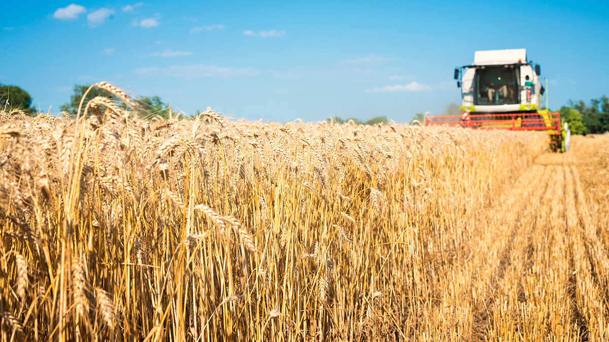 Graanboeren waarschuwen: ze worden gedwongen onder de kostprijs te verkopen en hun bedrijf is in gevaar