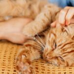 Een dierenasiel biedt in Griekenland een gratis huis aan voor het aaien van katten twee uur per dag: ze vragen alleen dat ze ouder zijn dan 25 jaar, in goede fysieke conditie zijn en een maand blijven