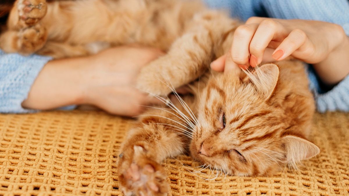 Een dierenasiel biedt in Griekenland een gratis huis aan voor het aaien van katten twee uur per dag: ze vragen alleen dat ze ouder zijn dan 25 jaar, in goede fysieke conditie zijn en een maand blijven