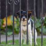 Een professional uit Londen biedt een gratis huis aan voor iedereen die voor zijn hond zorgt: hij hoeft hem maar 4 uur per dag uit te laten