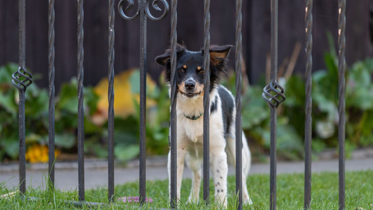 Een professional uit Londen biedt een gratis huis aan voor iedereen die voor zijn hond zorgt: hij hoeft hem maar 4 uur per dag uit te laten