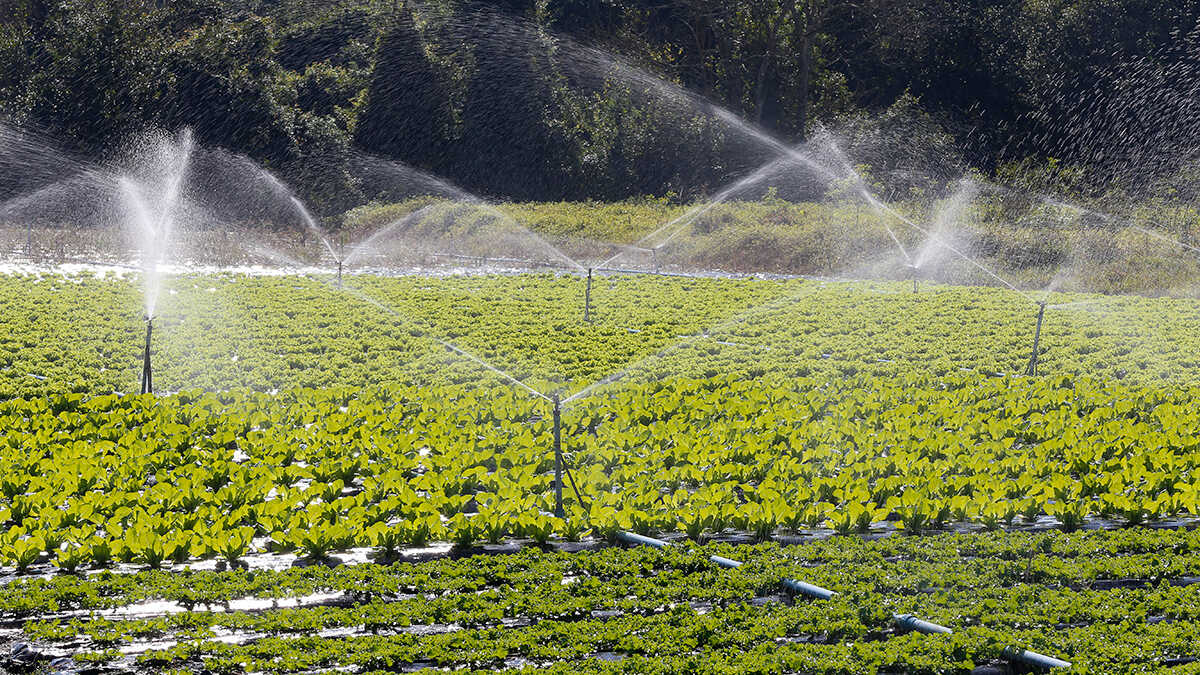 De zelfstandigen op het platteland vrezen dat de regering duizenden boeren en agrarische MKB-bedrijven zonder water zal laten zitten