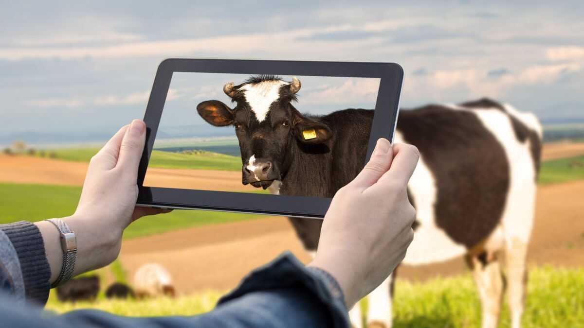 Technologie verovert het platteland: boeren zijn toonaangevend in het gebruik van sensoren om hun bedrijven te monitoren