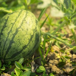 Brussel wil de steun veranderen die zelfstandigen ontvangen die in Spanje groenten en fruit produceren