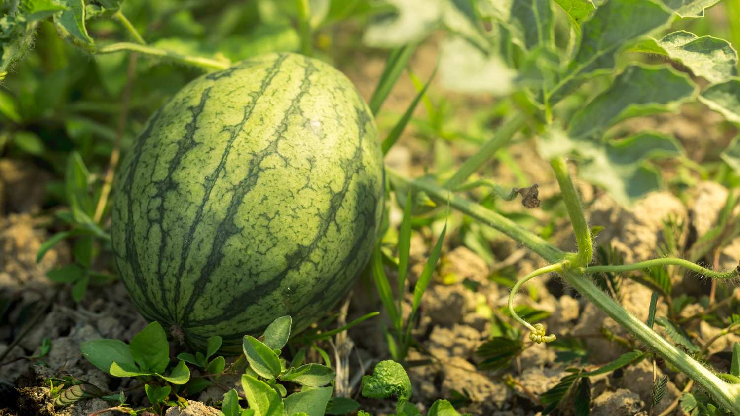 Brussel wil de steun veranderen die zelfstandigen ontvangen die in Spanje groenten en fruit produceren